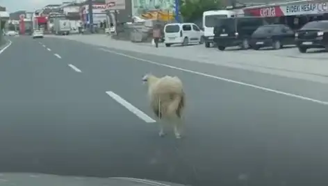 Yalova’da Kurbanlık Kaçışı: Trafikte Kaos ve Panik Anları