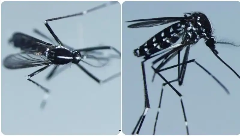 Chikungunya Virüsü: Belirtileri ve Dünya Genelinde Görüldüğü Ülkeler