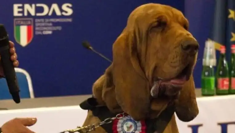Çivili Sosisle Arama Köpeğine Yapılan Suikastın Ardındaki Karanlık Gerçekler