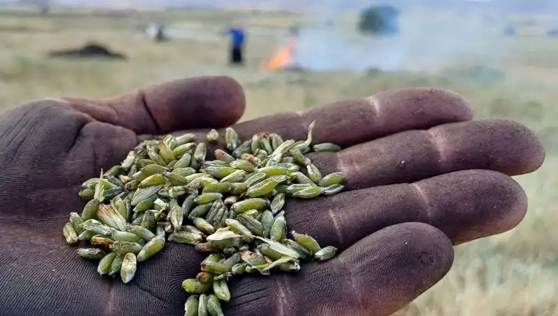 Firik Sezonu Geldi: Doğanın Eşsiz Lezzeti Masalara Taşınıyor