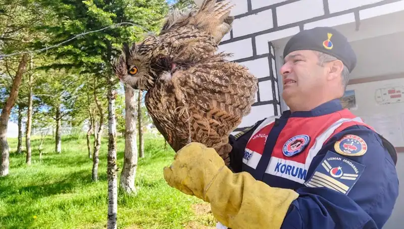 Dikenli Tel Tuzağında Bulunan Puhu Kuşu Hayata Döndü!