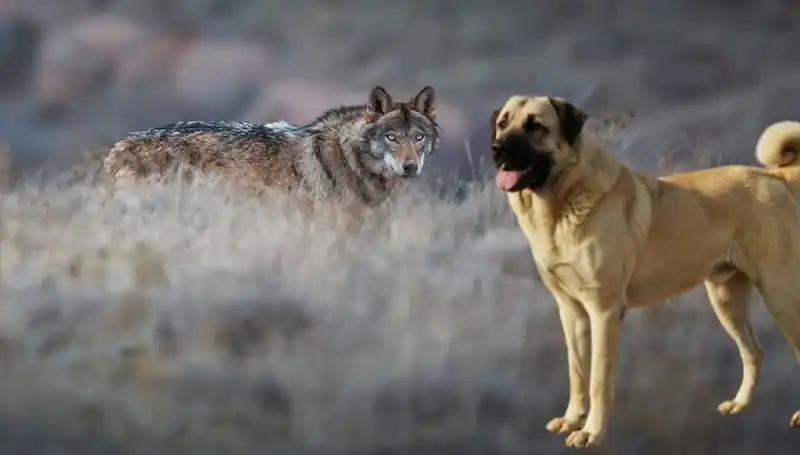 Kangal Köpeğine Olan Talep, Kurt Popülasyonundaki Artışla Tırmanıyor