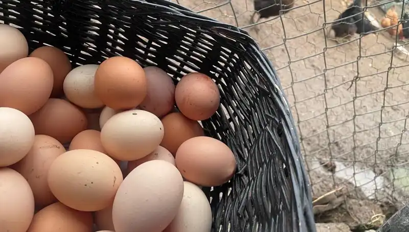 Okullar Açılıyor: En Ucuz Protein ile Öğrenci Bütçeleri Rahatlacak