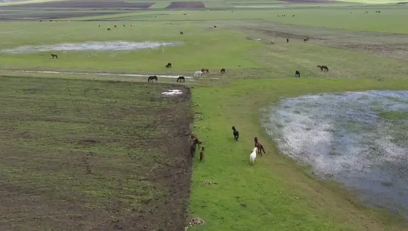 Kars'ın Büyüleyici Doğasında Yılkı Atları Görüntüleri Hayran Bıraktı