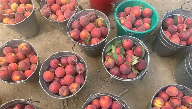 Tarımda Hasat Zamanı: Çiftçiler Kilogramda 100 Lira Bekliyor
