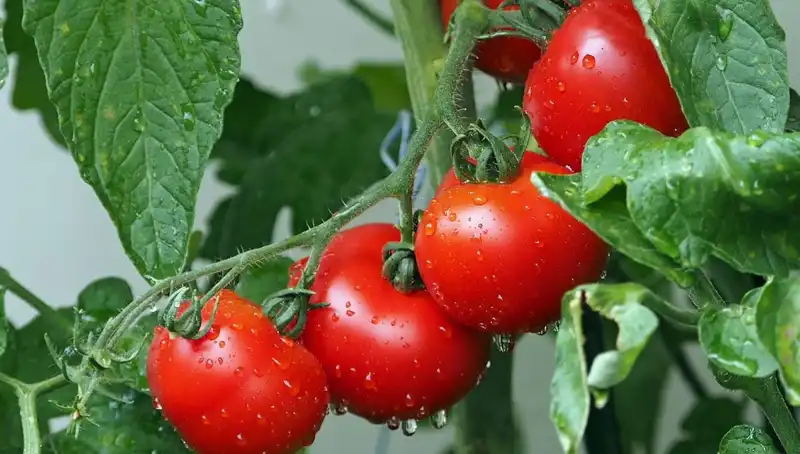 Domatesin Milyonlarca Yıl Önceki Gizemli Geçmişi Açığa Çıktı