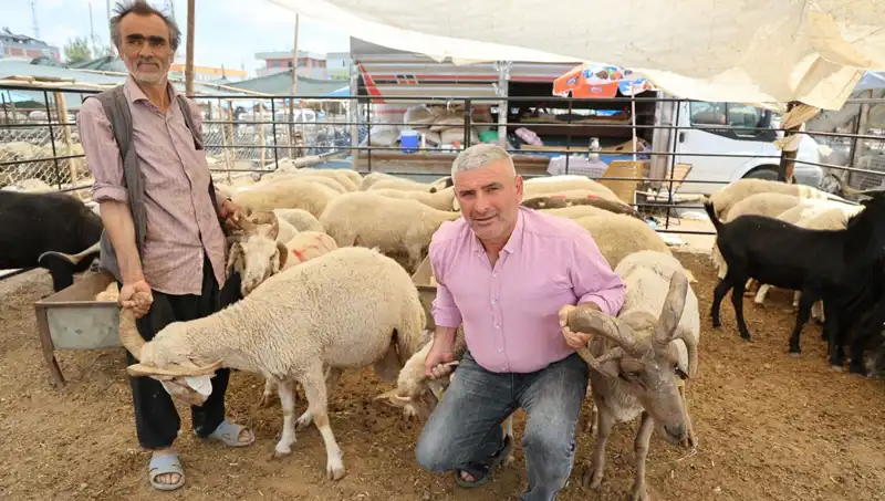 Kurban Pazarında Merakla Beklenen 4 Boynuzlu Koçlar Neden Gözde?