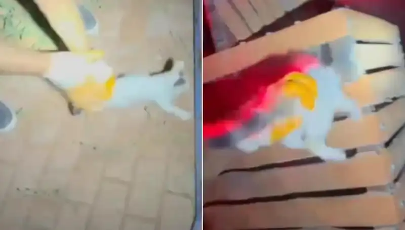 Gece Yarısı İtfaiye Ekibi, Kedi Kurtarma Operasyonu İçin Koştu!