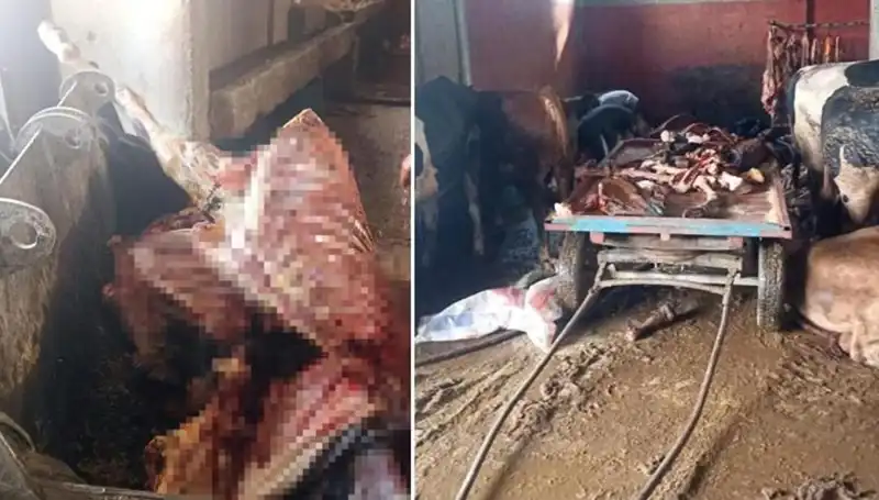 Adana’da 2.5 Ton At Eti Operasyonu: 4 At Son Anda Kurtarıldı!