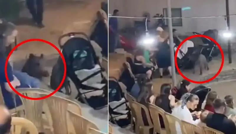 Düğün Töreninde Yaban Domuzu Paniği! Anlar Kaydedildi
