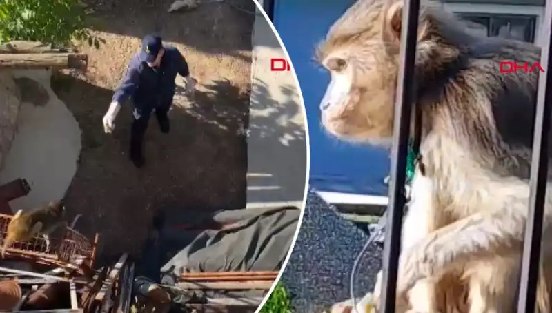 Muğla’da Şaşkınlık Yaratan Maymun Kovalamacasının Tüm Detayları
