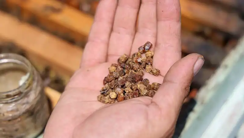 Eskiden Çöpe Giden Besin, Şimdi Kilosu 3 Bin TL’den Satılıyor: Protein Zengini!