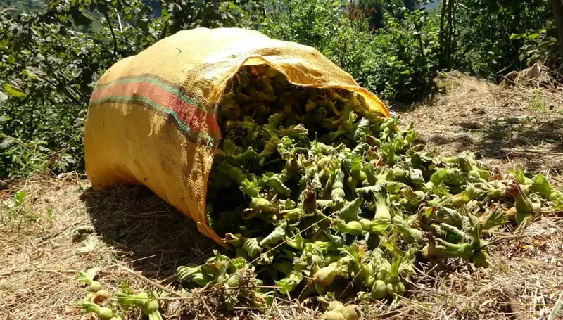 Giresun'da Fındık Hasadı Coşkuyla Başladı: Üreticiler Alanlarda!
