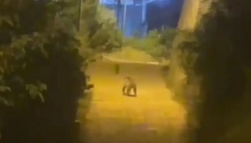 Gümüşhane'de Şehir Merkezine Ayı İndi: Vatandaşlar Alarmda!