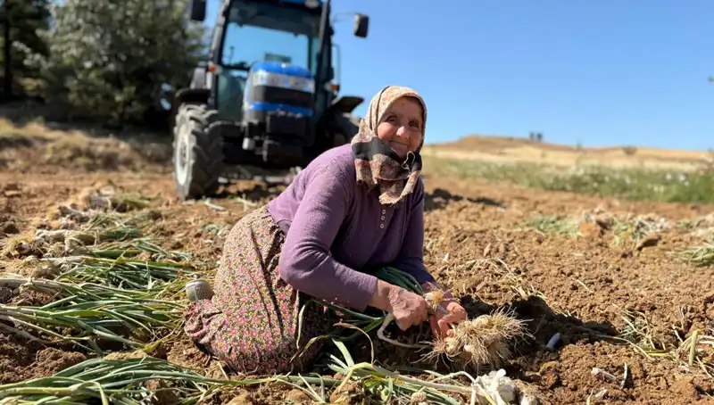 Dünyanın En Yüksek Selenyumlu Mutfak Kategorisi: Türkiye'nin Tarlalarından Bin 200 Lira ile Gelen Lezzet