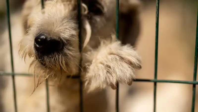 İş Stresi: Hem Çalışanlar Hem de Köpekler Etkileniyor
