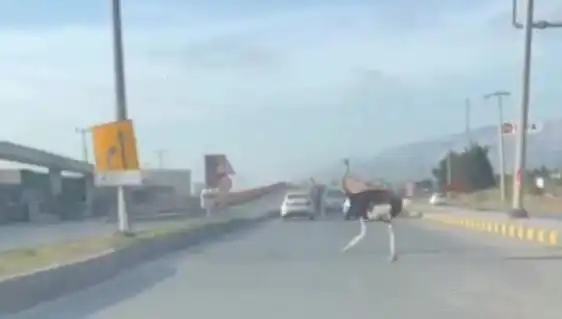 Trafikte Deve Kuşu Görülmesi Büyük Şaşkınlık Yarattı!