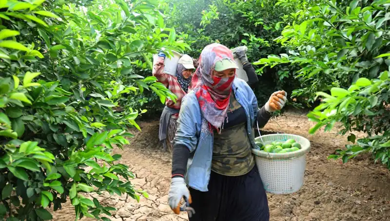 Marketlerde Patates Fırtınası: Kilosu 150 Lirayı Aştı!